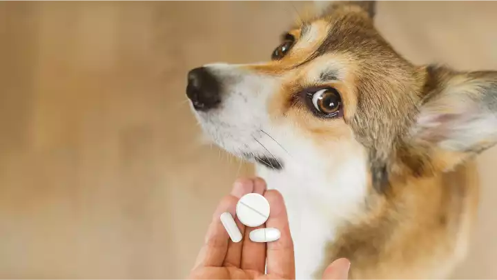 O que saber antes de fazer pós-graduação em farmácia veterinária? 