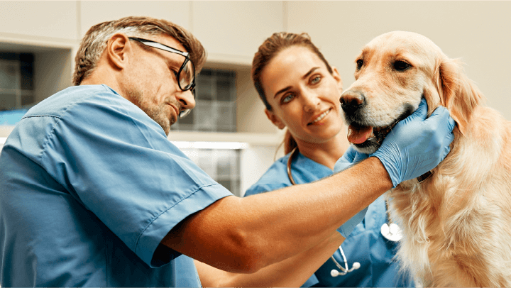 Pós-graduação em Nefrologia e Urologia Veterinária com desconto: disciplinas, duração, preço e mais! 