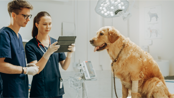 Desconto na Pós em Medicina Veterinária: como conseguir? 